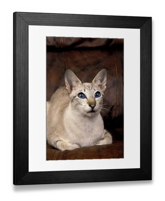 Framed Print : SIAMESE CAT, ADULT LAYING ON SOFA Framed Print : SIAMESE CAT, ADULT LAYING ON SOFA