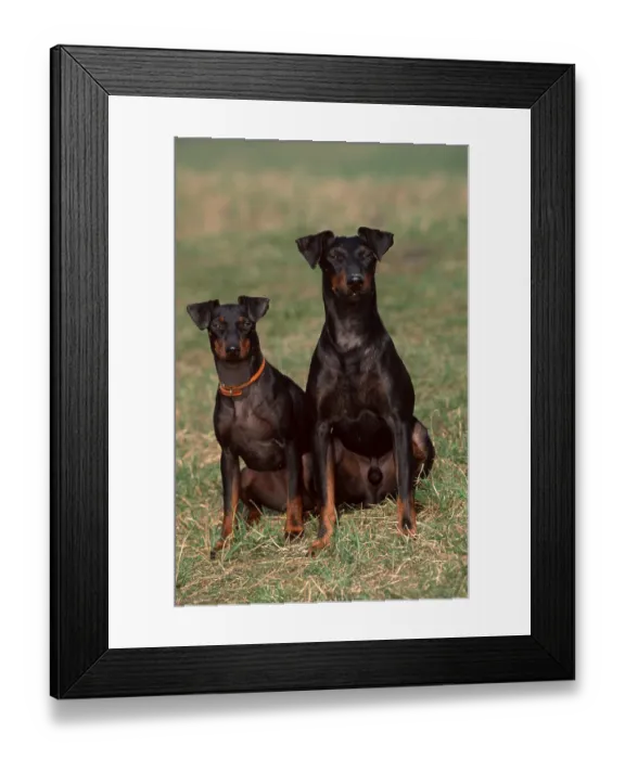 Framed Print : Manchester Terrier, Pair