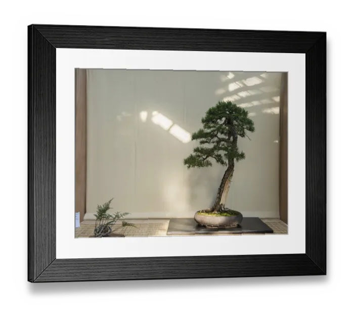 Framed Print : Bonsai Framed Print : Bonsai