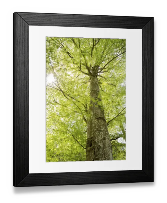 Framed Print : Beech tree in spring with moving leaves