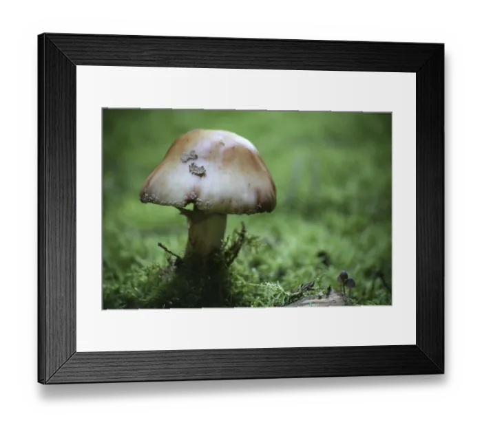 Framed Print : A common, edible bead fungus. But beware: very easy to confuse with the highly poisonous panther mushroom! Framed Print : A common, edible bead fungus. But beware: very easy to confuse with the highly poisonous panther mushroom!