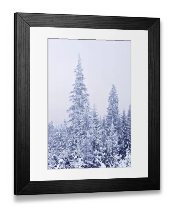 Framed Print : Winter forest with trees covered with snow Framed Print : Winter forest with trees covered with snow