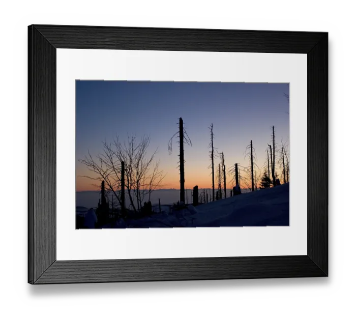 Framed Print : Consequences of acid rain in a fores