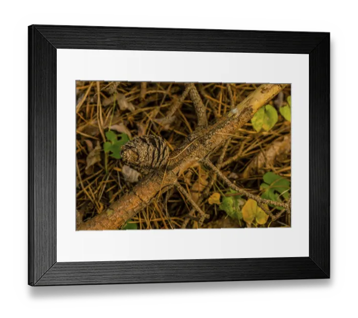 Framed Print : Pine cone on dead branch resting on dry forest floor Framed Print : Pine cone on dead branch resting on dry forest floor