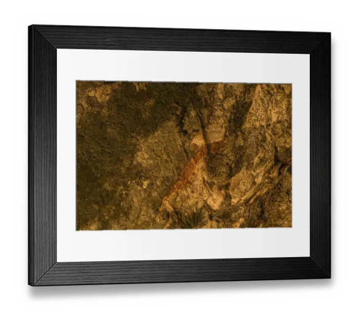 Framed Print : Closeup of the side of large 630 year old tree in South Korea