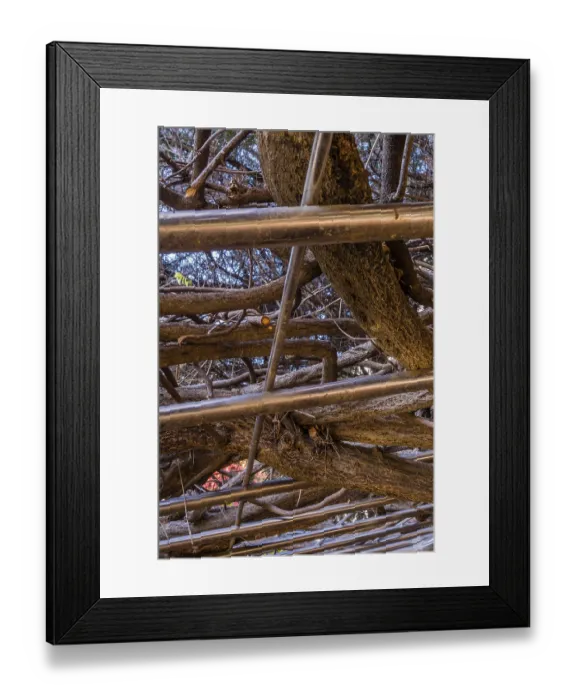 Framed Print : Tree branches densely interwoven with a metal pergola Framed Print : Tree branches densely interwoven with a metal pergola