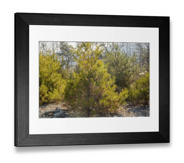 Framed Print : Sunlight shining through young pine trees in a forest with a bed of dry leaves