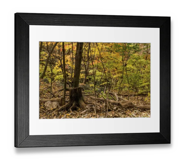Framed Print : Autumn forest with a dead tree trunk and scattered fallen leaves Framed Print : Autumn forest with a dead tree trunk and scattered fallen leaves