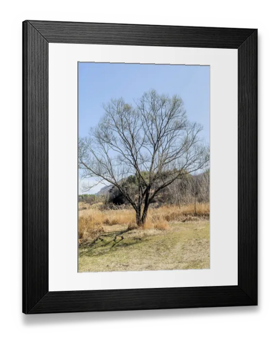 Framed Print : A solitary leafless tree stands tall amid a dry