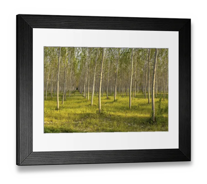 Framed Print : Poplars (Populus), Plantation, Po Valley