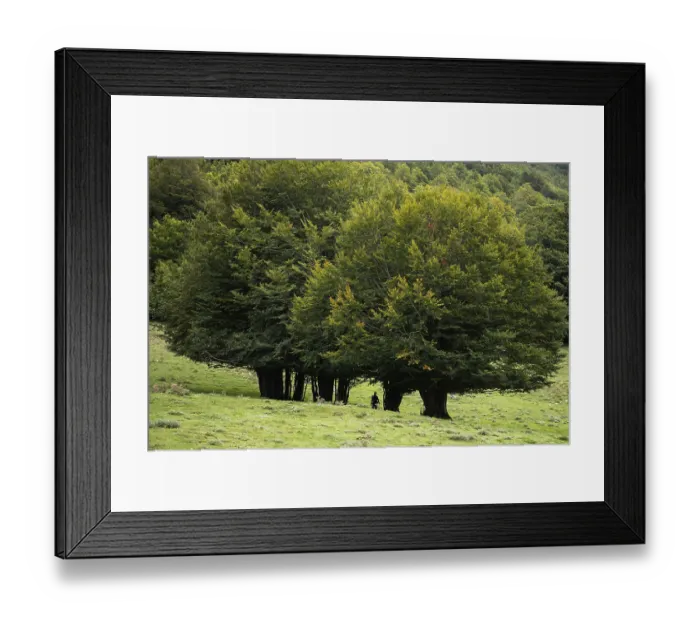 Framed Print : Pollino national park, beech forest, italy Framed Print : Pollino national park, beech forest, italy