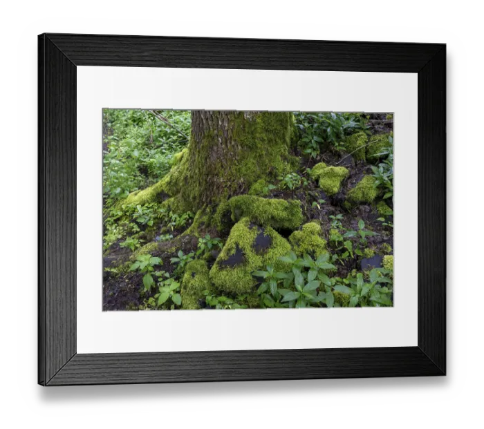 Framed Print : Stones and trees overgrown with moss in the forest at Schaumberg Framed Print : Stones and trees overgrown with moss in the forest at Schaumberg