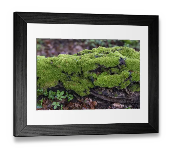 Framed Print : Deadwood overgrown with moss in the forest at Schaumberg