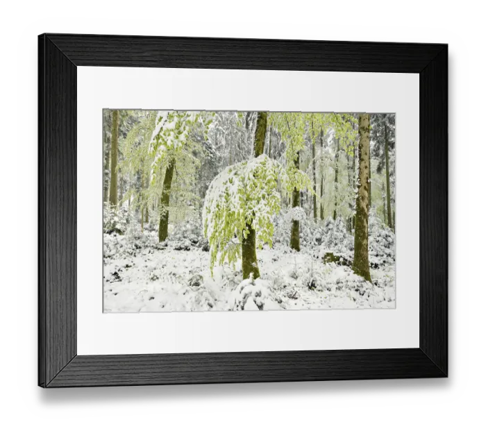 Framed Print : Common beeches (Fagus sylvatica) Framed Print : Common beeches (Fagus sylvatica)