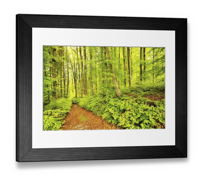 Framed Print : Forest path through Common beeches (Fagus sylvatica) Framed Print : Forest path through Common beeches (Fagus sylvatica)