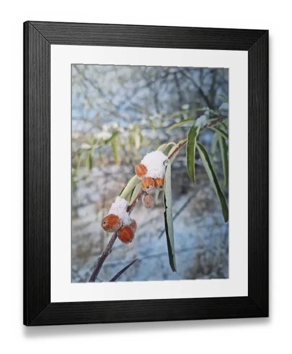 Framed Print : Closeup oleaster tree branch with a bunch of wild berries covered with snow Framed Print : Closeup oleaster tree branch with a bunch of wild berries covered with snow
