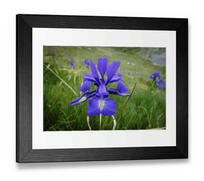 Framed Print : Blue lily (Iris latifolia), col de Aneou