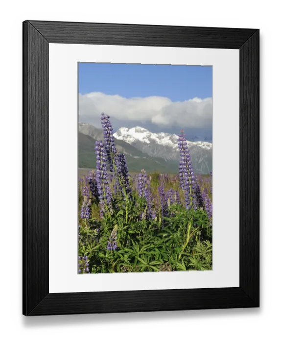 Framed Print : Colourful lupins brighten the Waimakiri Valley in Summer
