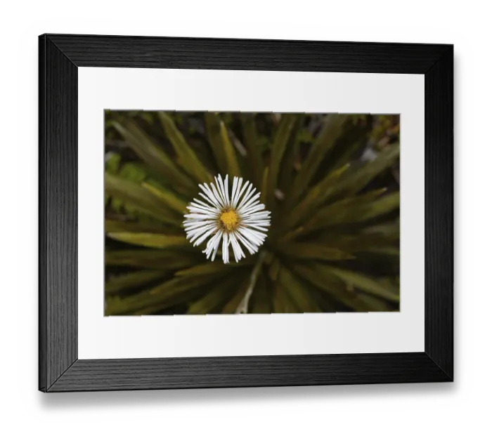 Framed Print : Large mountain daisy (Celmisia) growing in alpine habitat at Arthur's Pass in the Southern Alps