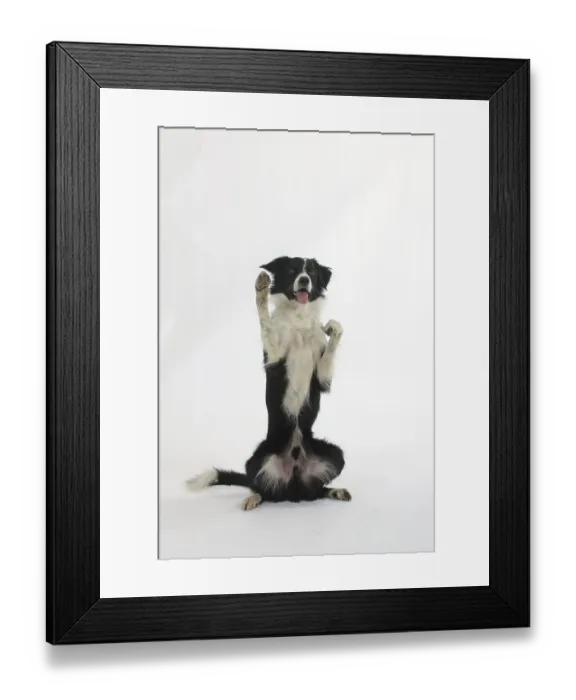 Framed Print : Border Collie