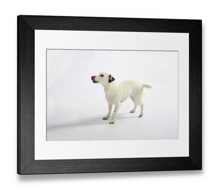 Framed Print : Jack Russell Terrier, bitch Framed Print : Jack Russell Terrier, bitch