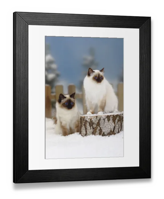 Framed Print : Birman cat, chocolate-point and seal-point Framed Print : Birman cat, chocolate-point and seal-point