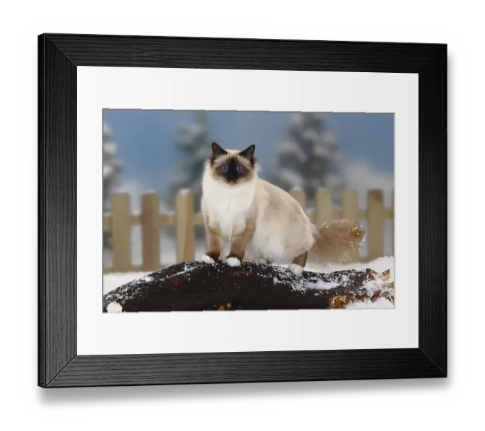 Framed Print : Sacred Cat of Burma, Seal Point, Burma