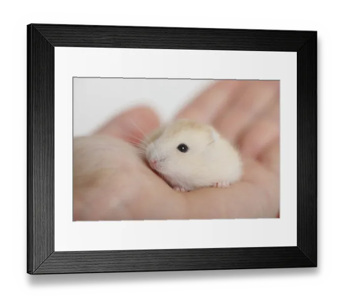 Framed Print : Young Russian Dwarf Hamster (Phodopus sungorus)