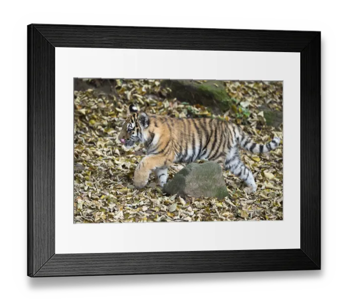Framed Print : Siberian tiger (Phantera tigris altaica) Framed Print : Siberian tiger (Phantera tigris altaica)
