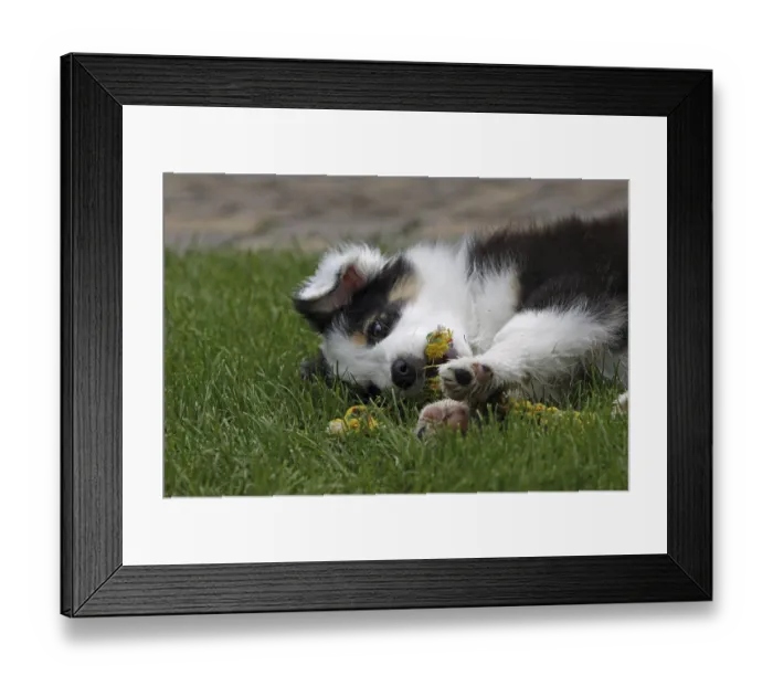 Framed Print : Australian Shepherd puppy