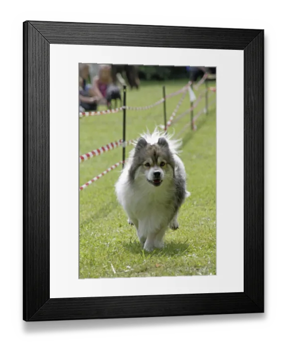Framed Print : Elo at a dog race