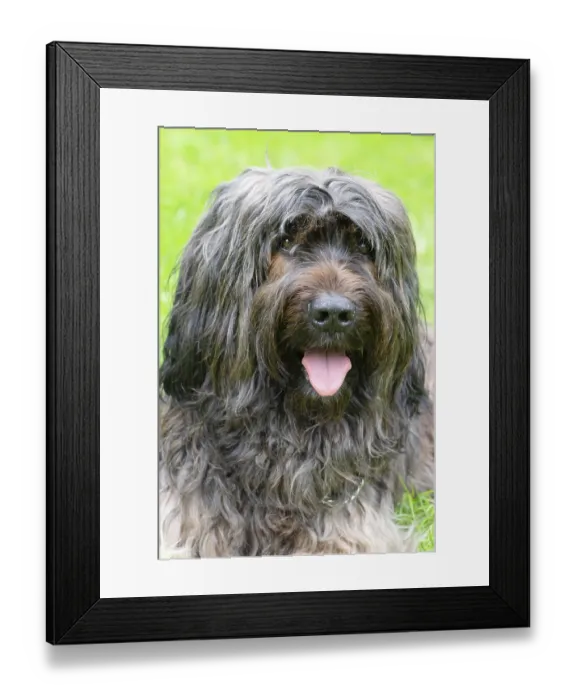 Framed Print : Close-up of the face of an alert long-haired dog Framed Print : Close-up of the face of an alert long-haired dog