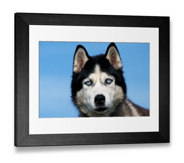 Framed Print : Siberian husky Framed Print : Siberian husky