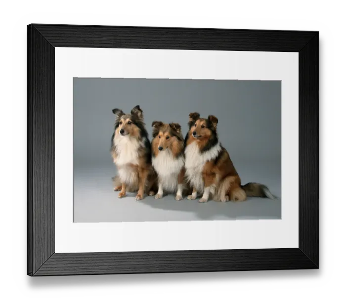 Framed Print : Shetland-Schaferhunde, Sheltie Shetland-Sch?ferhunde