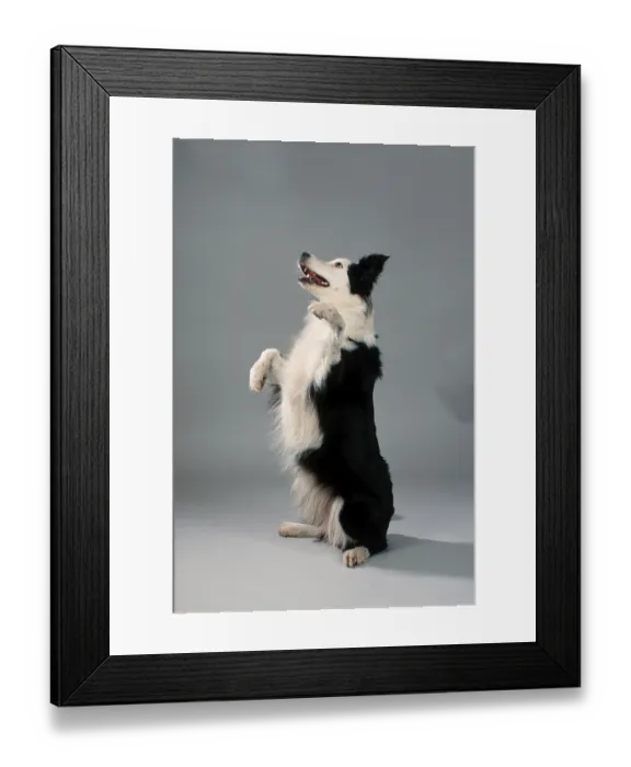 Framed Print : Border Collie