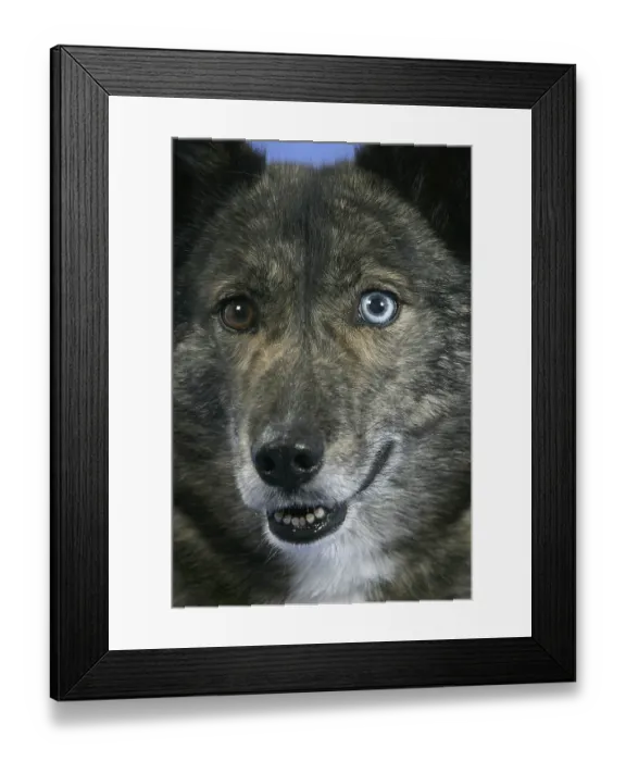 Framed Print : Mixed breed dog, odd-eyed Framed Print : Mixed breed dog, odd-eyed