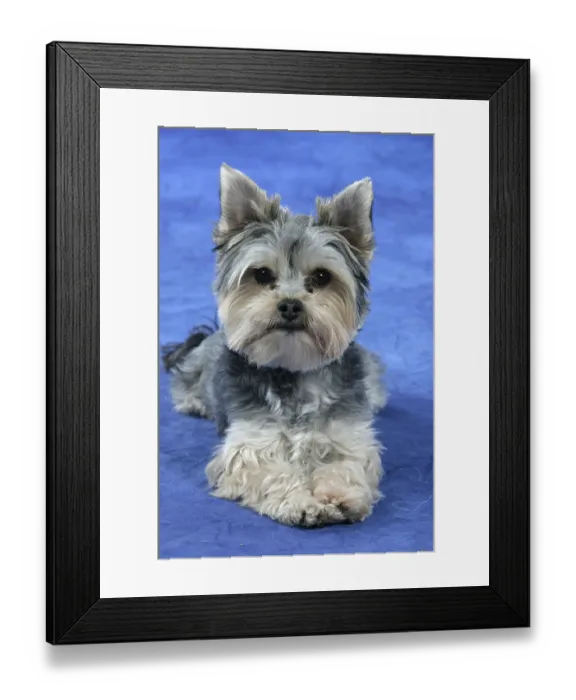 Framed Print : Interracial dog Framed Print : Interracial dog