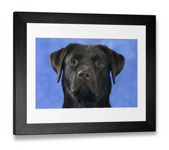 Framed Print : Labrador Retriever, Chocolate Framed Print : Labrador Retriever, Chocolate