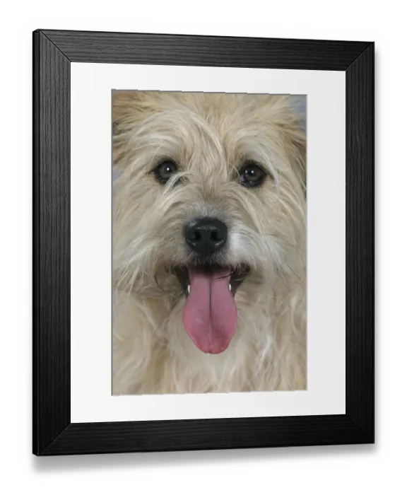 Framed Print : Interracial dog