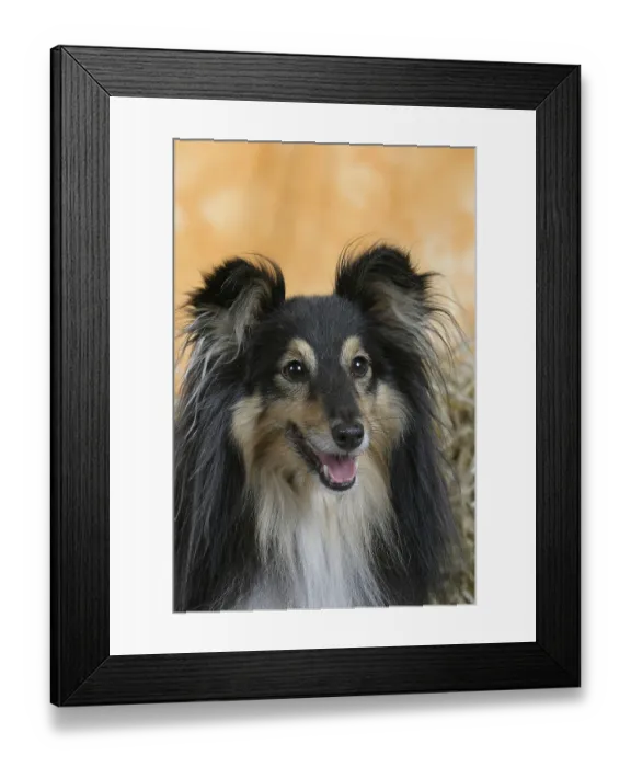 Framed Print : Sheltie, Shetland Sheepdog Framed Print : Sheltie, Shetland Sheepdog