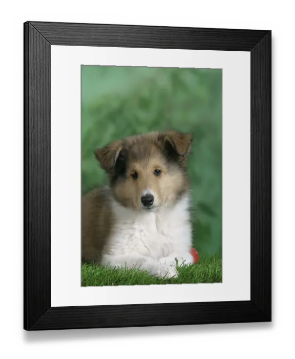 Framed Print : Collie, puppy, 10 weeks, Scottish shepherd dog Framed Print : Collie, puppy, 10 weeks, Scottish shepherd dog