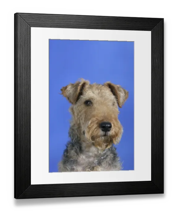 Framed Print : Welsh-Terrier