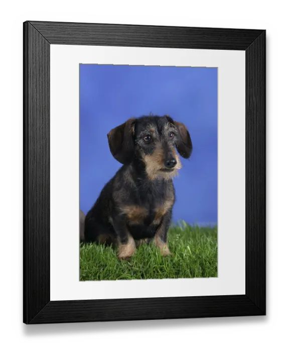 Framed Print : Rough-haired Dachshund, Dwarf Grey Dachshund Framed Print : Rough-haired Dachshund, Dwarf Grey Dachshund