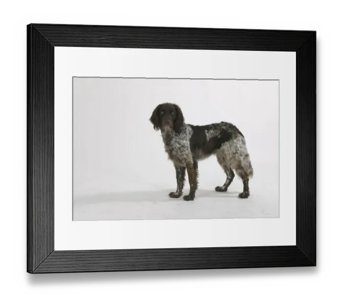 Framed Print : Small Munsterlander, lateral Small M?nsterlander