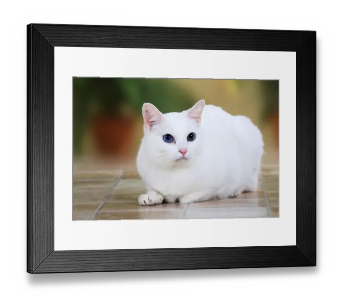 Framed Print : Oriental Shorthair Cat, white