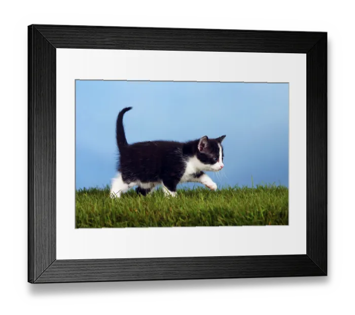 Framed Print : Domestic cat, kitten