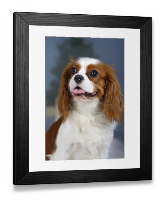 Framed Print : Cavalier-King-Charles-Spaniel, Blenheim