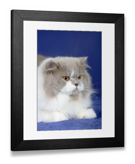 Framed Print : British longhair cat, lilac-white Framed Print : British longhair cat, lilac-white