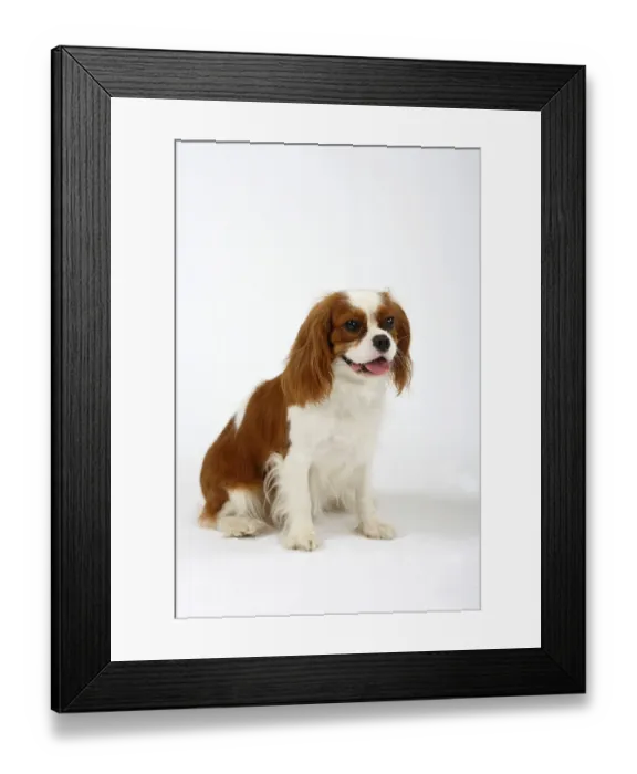 Framed Print : Cavalier-King-Charles-Spaniel, Blenheim
