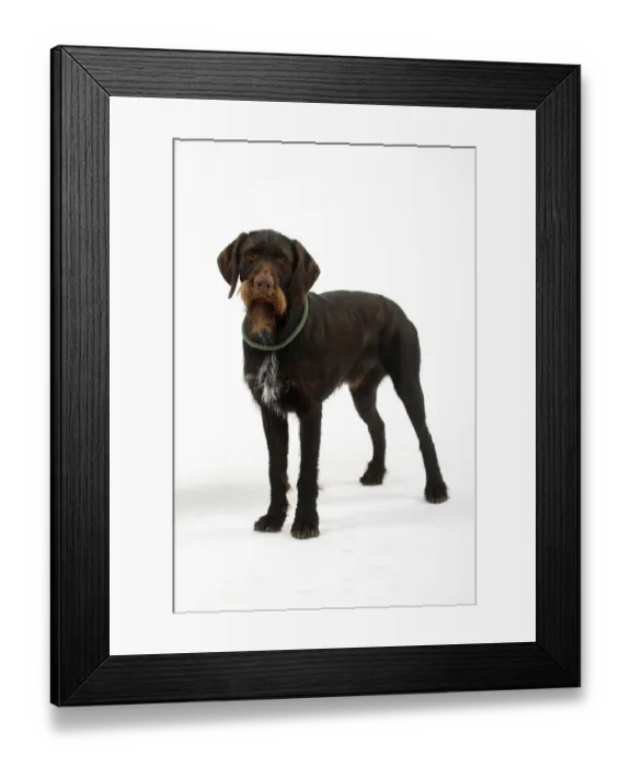 Framed Print : German Wirehair, German Wirehaired Pointing Dog Framed Print : German Wirehair, German Wirehaired Pointing Dog